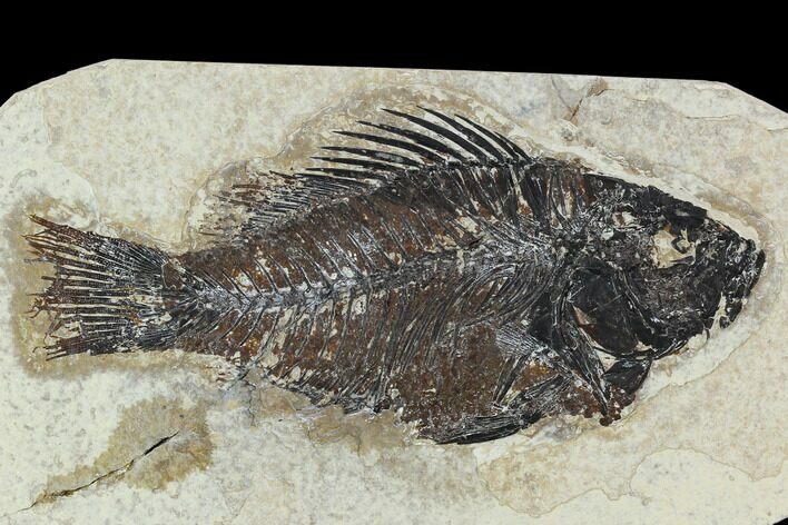 Bargain 4.1" Fossil Fish (Cockerellites) - Green River Formation